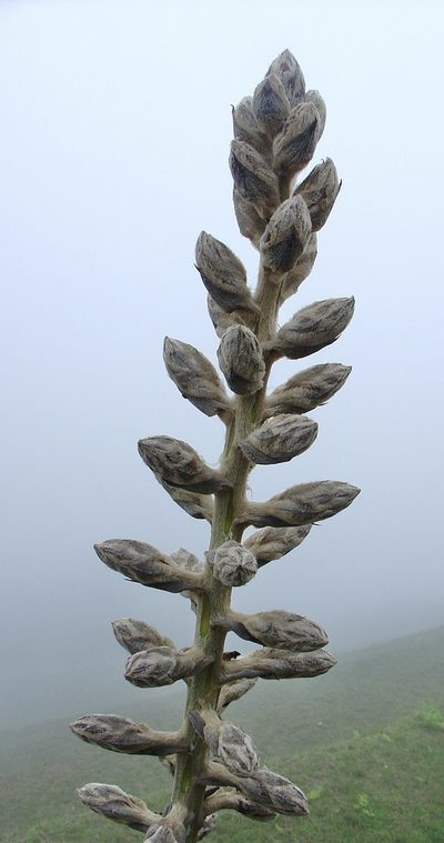 Puya weberbaueri, photographed by Jean-Paul Boerekamps