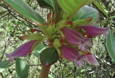 Columnea machupicchuensis, photographed by Jean-Paul Boerekamps