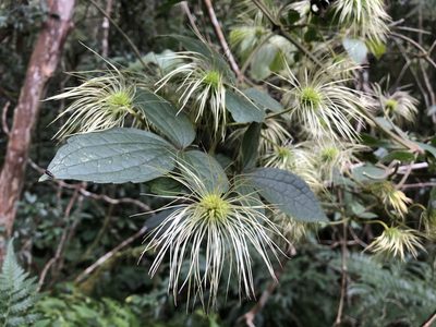 Clematis leschenaultiana, photographed by 黃美滿