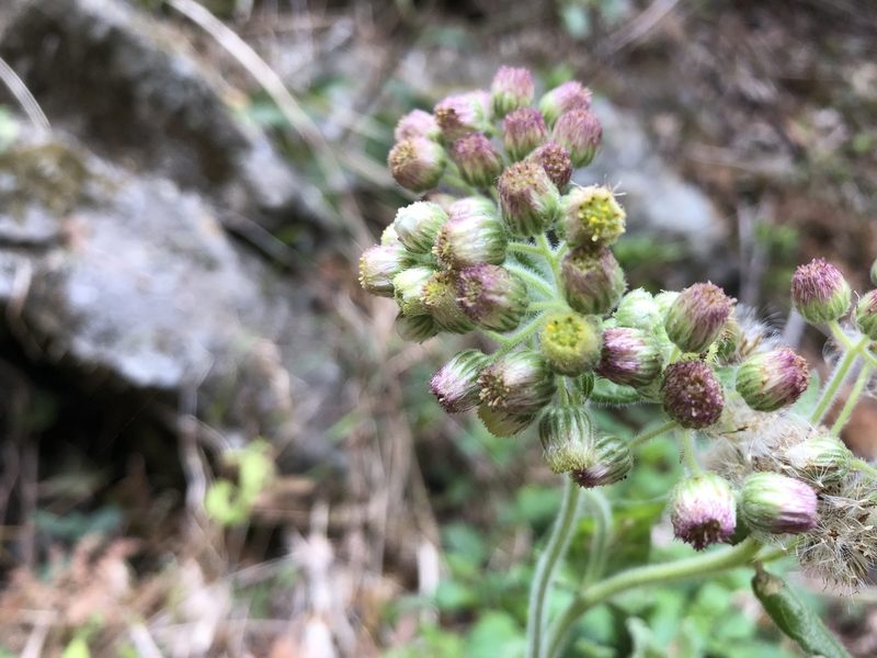 Eschenbachia japonica, photographed by 黃美滿