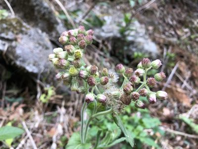 Eschenbachia japonica, photographed by 黃美滿