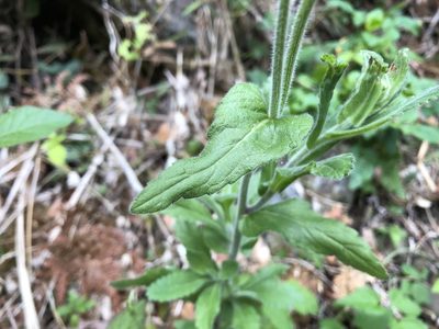 Eschenbachia japonica, photographed by 黃美滿