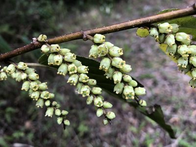 Stachyurus himalaicus, photographed by 黃美滿
