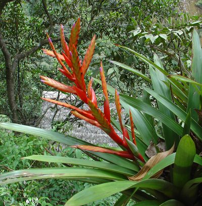 Tillandsia confinis, photographed by Jean-Paul Boerekamps