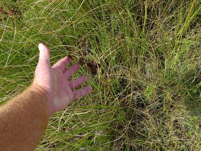 Cyperus durus, photographed by Shaun Swanepoel
