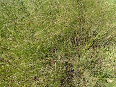 Cyperus durus, photographed by Shaun Swanepoel