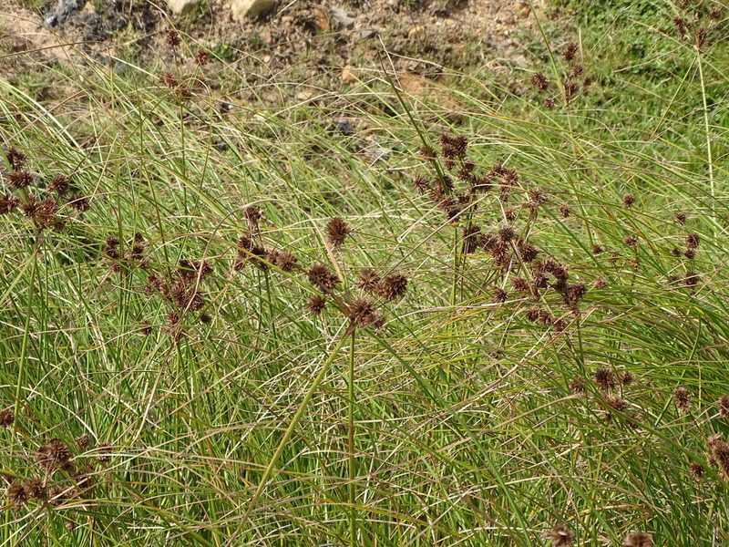 Cyperus durus, photographed by Shaun Swanepoel