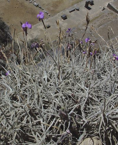 Tillandsia paleacea, photographed by Jean-Paul Boerekamps
