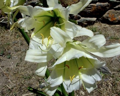 Ismene hawkesii, photographed by Jean-Paul Boerekamps