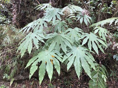 Fatsia polycarpa, photographed by 黃美滿