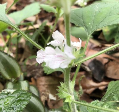 Matsumurella tuberifera, photographed by 黃美滿