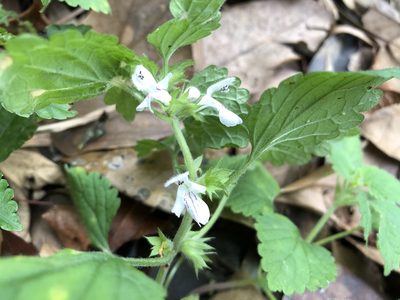 Matsumurella tuberifera, photographed by 黃美滿