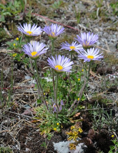 Townsendia parryi, photographed by Todd Boland
