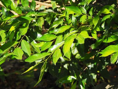 Ficus ampelos, photographed by 葉子