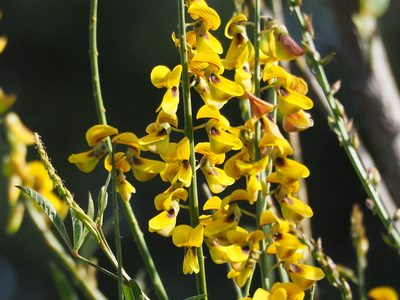 Crotalaria trichotoma, photographed by 葉子