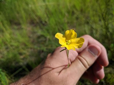 Ludwigia maritima