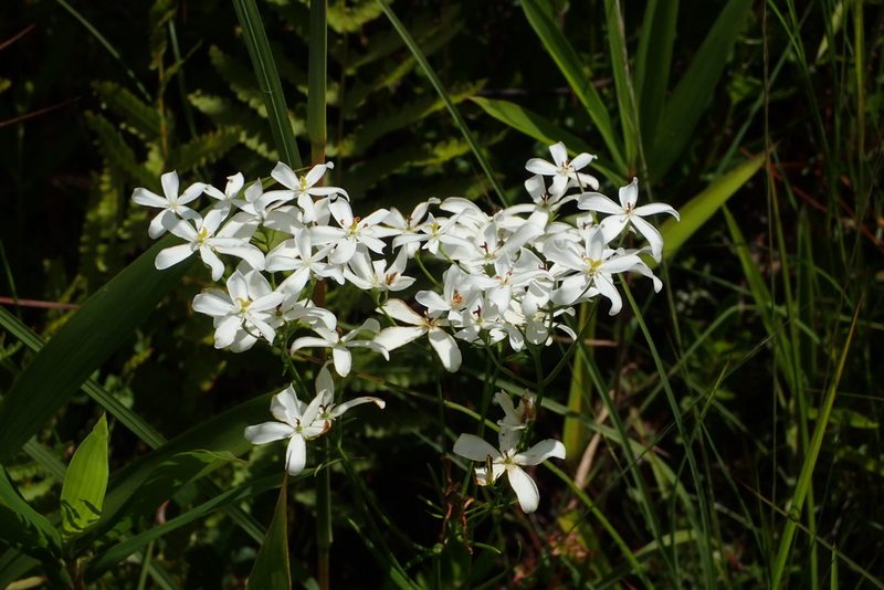 Sabatia difformis, photographed by Austin Pursley