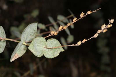 Veronica perfoliata, photographed by Donald Hobern