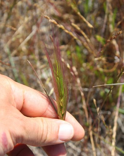 Elymus multisetus, photographed by Scott Loarie