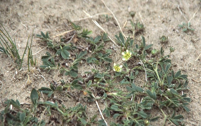 Sibbaldianthe adpressa, photographed by Peter L Achuff