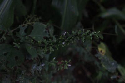Salvia alvajaca, photographed by Jake Rehage