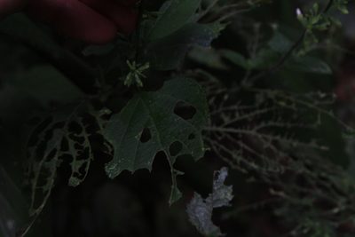 Salvia alvajaca, photographed by Jake Rehage