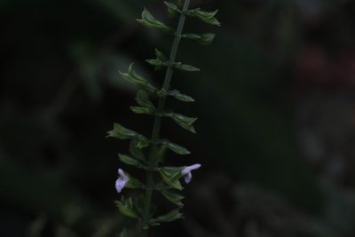 Salvia alvajaca, photographed by Jake Rehage