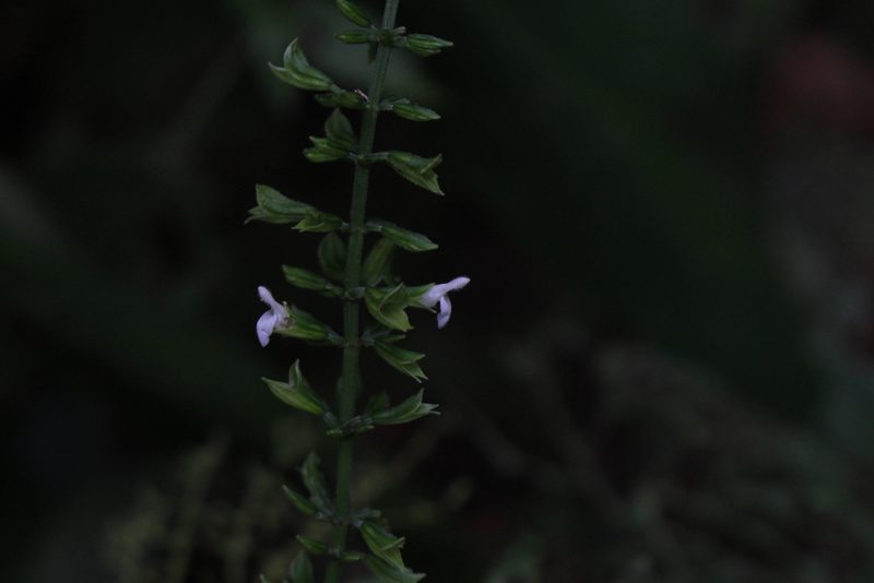 Salvia alvajaca, photographed by Jake Rehage