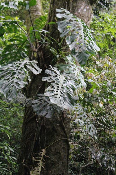 Monstera punctulata, photographed by Jake Rehage