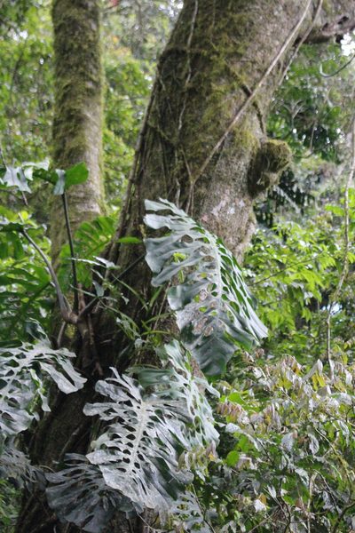 Monstera punctulata, photographed by Jake Rehage