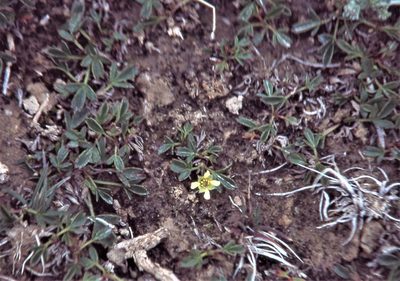 Sibbaldianthe adpressa, photographed by Peter L Achuff