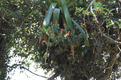 Columnea glabra, photographed by Jake Rehage