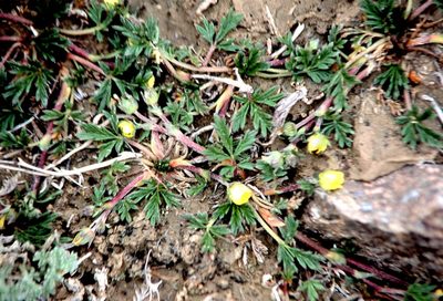 Potentilla pamirica, photographed by Peter L Achuff