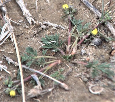 Potentilla pamirica, photographed by Peter L Achuff