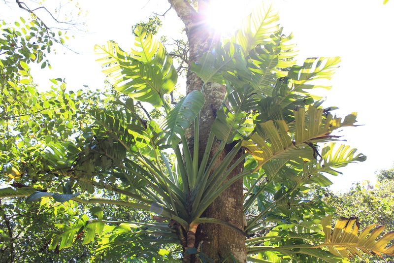 Monstera lentii, photographed by Jake Rehage