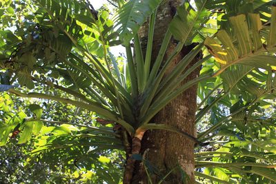 Monstera lentii, photographed by Jake Rehage