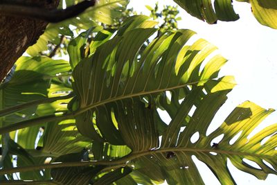 Monstera lentii, photographed by Jake Rehage