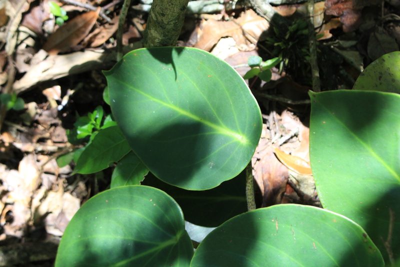 Peperomia maculosa, photographed by Jake Rehage