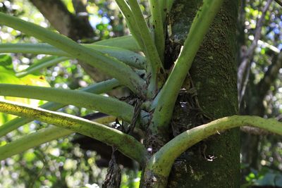 Monstera lentii, photographed by Jake Rehage