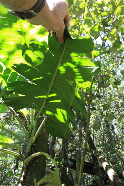Monstera lentii, photographed by Jake Rehage