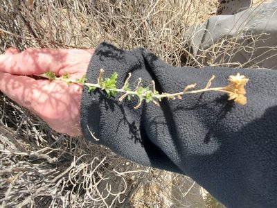 Isocoma acradenia, photographed by Bob Miller