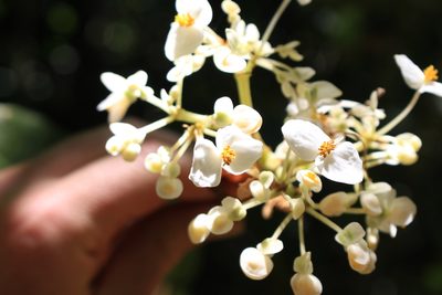 Begonia involucrata, photographed by Jake Rehage