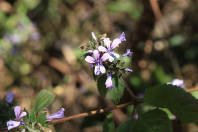 Loeselia glandulosa, photographed by Jake Rehage