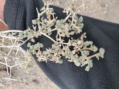 Tiquilia palmeri, photographed by Bob Miller