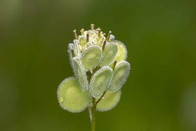 Biscutella didyma, photographed by Eleftherios Katsillis