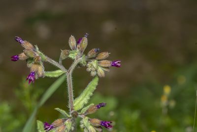 Anchusa hybrida, photographed by Eleftherios Katsillis