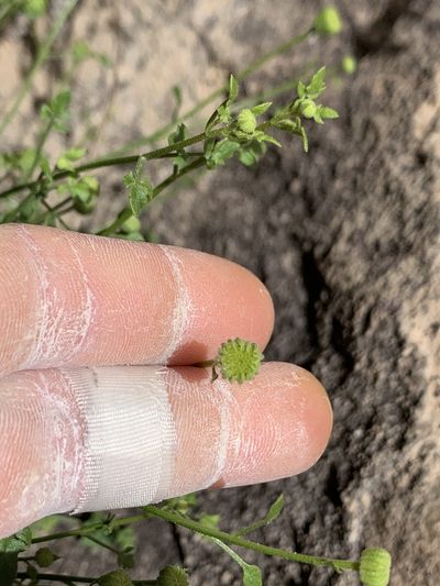 Perityle gilensis, photographed by Kenzie Anderson-Bell