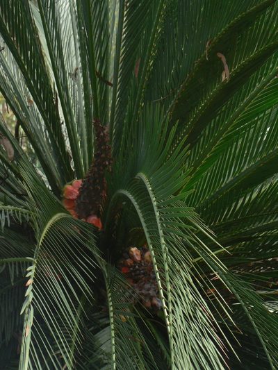 Macrozamia moorei, photographed by Yves Bas