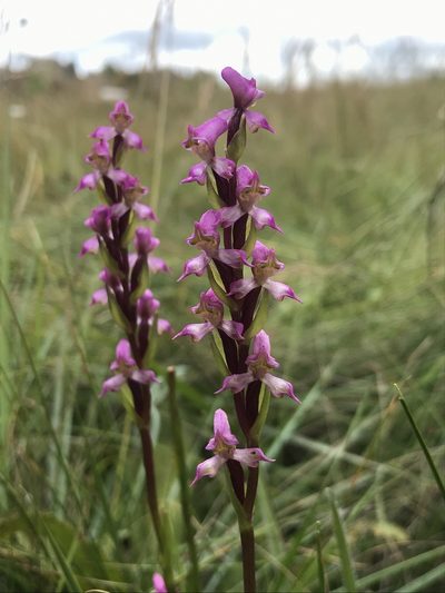 Disperis tysonii, photographed by Sam McCarren