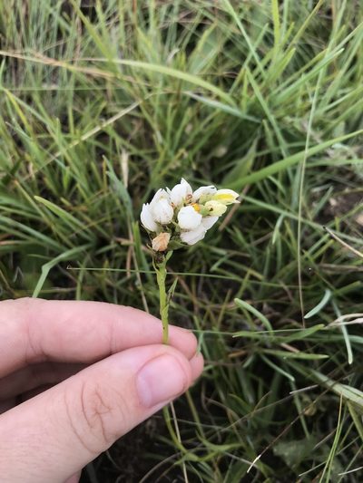 Schizochilus flexuosus, photographed by Sam McCarren